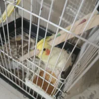 فروشی دو تا عروس هلندی نر و ماده دستی 7ماهه