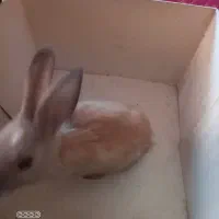 ۱ عدد خرگوش|موش و خرگوش|امیدیه, |دیوار