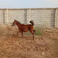 کره نریون مدارک