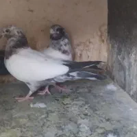 جوجه کبوتر
