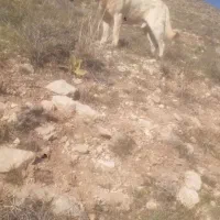 واگذاری پولاد ۲۹ ماهه از نصل نوه غریب ارومیه