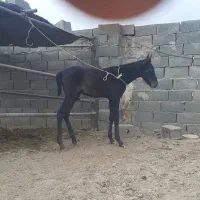 کره اسب فروشی