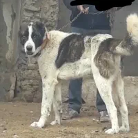 سگ گله ای