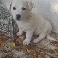 توله سگ پاکوتاه میکس|سگ|مشهد, جاهد شهر|دیوار