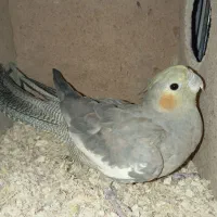 عروس هلندی سینامون ماده با قفس و لوازم|پرنده|پاکدشت, پاکدشت (مامازند)|دیوار