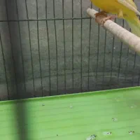 قناری  نر|پرنده|یزد, |دیوار