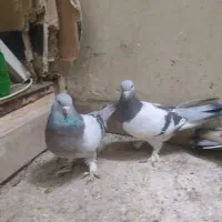 کفتر بهبونی|پرنده|شیراز, میرزاکوچک خان|دیوار