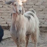 بز  نر چاق گوشتی