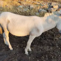 یک عدد الاغ|حیوانات مزرعه|کوه چنار, |دیوار