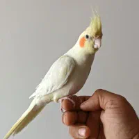 عروسی هلندی نر جوان|پرنده|فردیس, شهرک شهید حسینی|دیوار