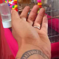 سهره قناری