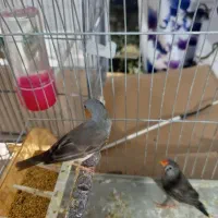 فنچ خونگی|پرنده|بیرجند, |دیوار