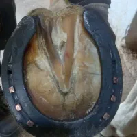 نعل بندی (نعل داغ)|اسب و تجهیزات اسب‌سواری|مشهد, ارشاد|دیوار