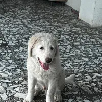 سگ سنگسری