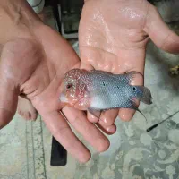 ماهی فلاور|ماهی|شاهین‌شهر, شهرک گلدیس|دیوار