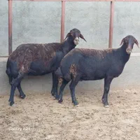 میش افشار
