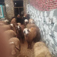 بره نرکشتاری|حیوانات مزرعه|تهران, شهرآرا|دیوار