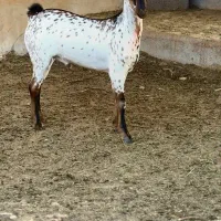 جنس ناب|حیوانات مزرعه|تهران, دستغیب|دیوار