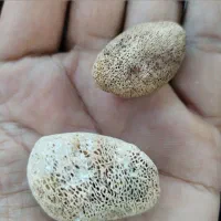 مهره تضمینی