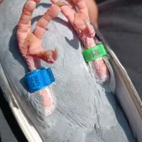 پلاکی چاپی مسافتی ماده|پرنده|بهبهان, |دیوار