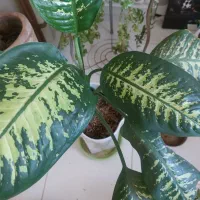 گلهای آپارتمانی