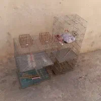قفس پرنده