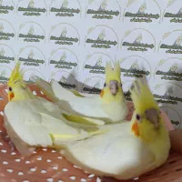 عروس هلندی سرلاک نرمخور دونخور جفت