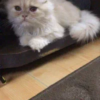 گربه پرشین ماده