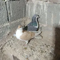 کبوتر|پرنده|سبزوار, باهنر|دیوار