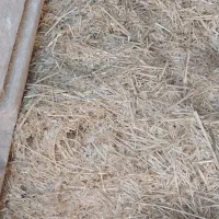 کاه گندم