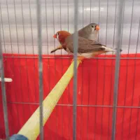 فنچ اورنج|پرنده|بهارستان, |دیوار