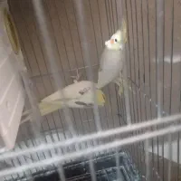 عروس هلندی|پرنده|سمنان, |دیوار