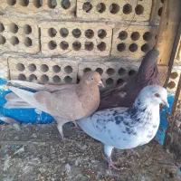 کفتر|پرنده|کاشان, مصلی|دیوار