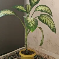 گل وگیاه|گل و گیاه طبیعی|کرج, آق تپه|دیوار