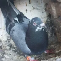 نر پلاکی|پرنده|فاضل آباد, |دیوار