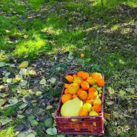 باغ پرتقال بافت مسکونی ساری-قائمشهر (ارطه)|فروش زمین و ملک کلنگی|ارطه, |دیوار