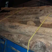چوب خشک...دام تیری