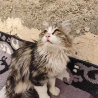 گربه پیدا شده.