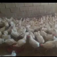 مرغ|حیوانات مزرعه|خوی, |دیوار