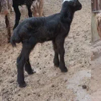 شکسته شدن دست بره،عکس ازبره معیوب نیست