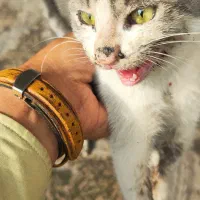 واگذاری بچه گربه ماده