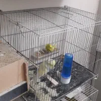 عروس هلندی و مرغ عشق|پرنده|گرگان, |دیوار