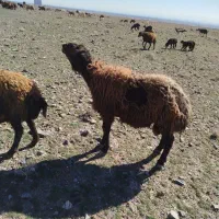 قوچ افشار بزری