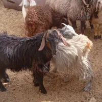 حیوانات مزرعه