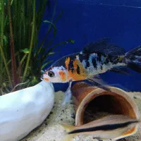 کوی باله بلند گرید aaa