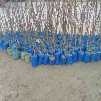 نهالستان جمالی