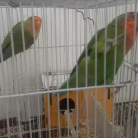 طوطی برزیلی|پرنده|بجنورد, |دیوار