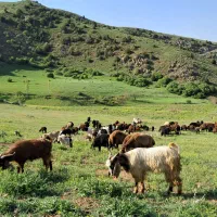 نر بز تخمی دو یکو نیم سالع|حیوانات مزرعه|خورش رستم, |دیوار