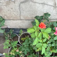 گل رز باغچه|گل و گیاه طبیعی|تهران, زینبیه|دیوار