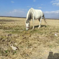 مادیون باکره ماده